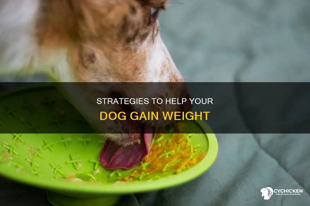 will chicken and rice help my dog gain weight
