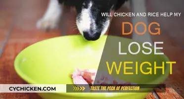 Rice and Chicken: A Dog's Weight Loss Diet?