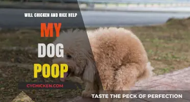 Can Chicken and Rice Relieve Your Dog's Constipation? Find Out!