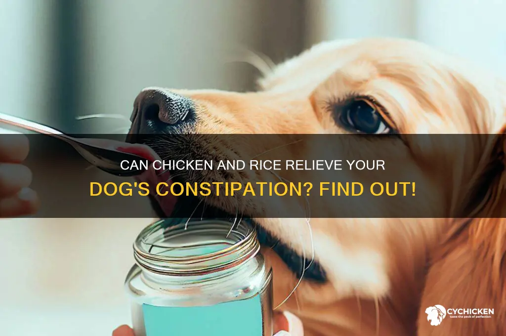 will chicken and rice help my dog poop
