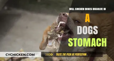 Can Chicken Bones Dissolve in a Dog's Stomach? Facts Revealed