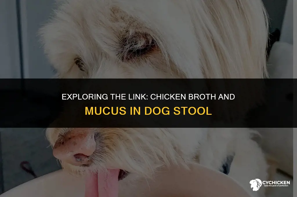 will chicken broth cause mucous in dog poop