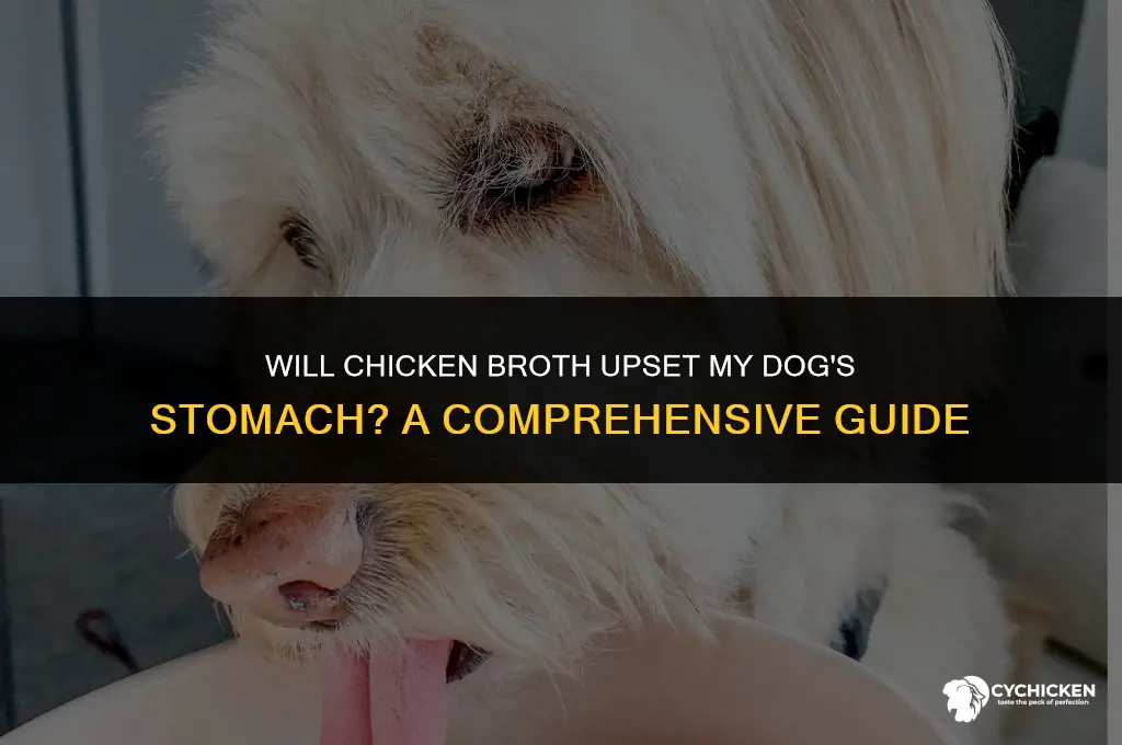will chicken broth give my dog diarrhea