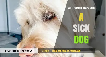 Can Chicken Broth Aid a Sick Dog's Recovery?