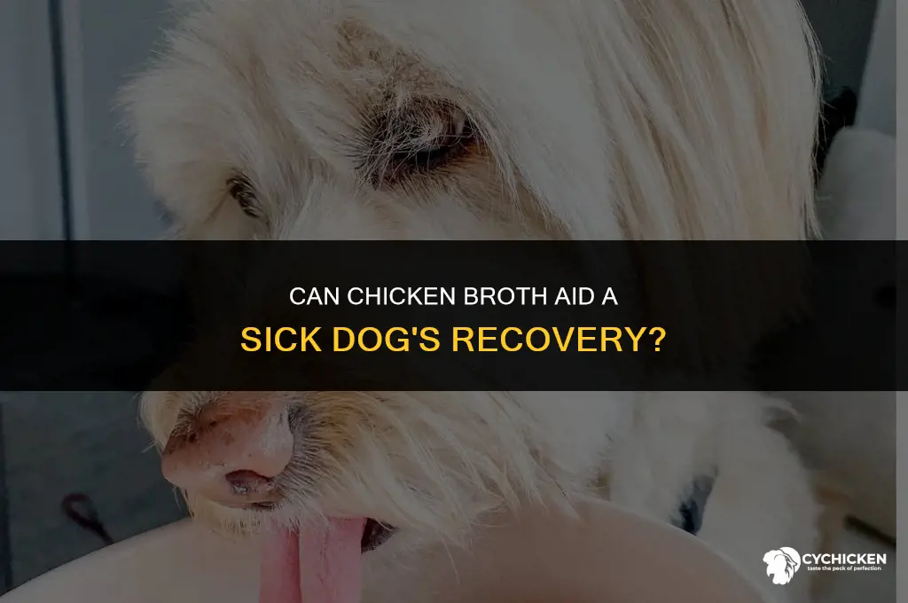 will chicken broth help a sick dog