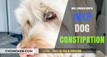 Natural Remedies for Dog Constipation: The Role of Chicken Broth