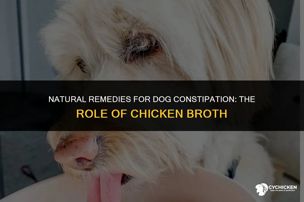 will chicken broth help dog constipation