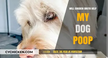 Natural Remedies for Dog Constipation: Does Chicken Broth Work?