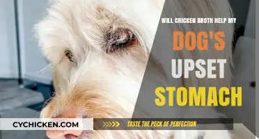 Soothing Your Dog's Upset Stomach: The Chicken Broth Remedy