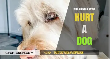 Can Dogs Safely Enjoy Chicken Broth? A Pet Owner's Guide