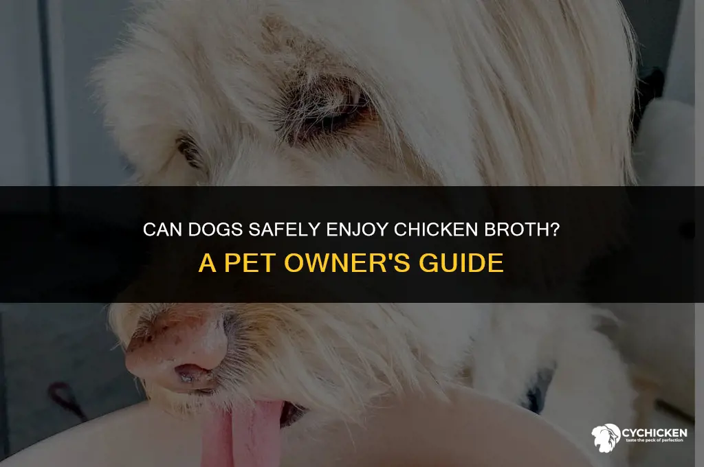 will chicken broth hurt a dog