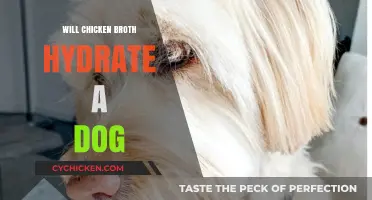 Hydration for Hounds: The Surprising Benefits of Chicken Broth