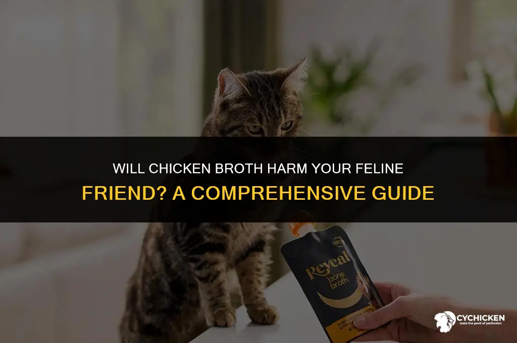 will chicken broth kill cat