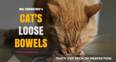 Can Chicken Aid Cats with Diarrhea? A Feline Diet Guide