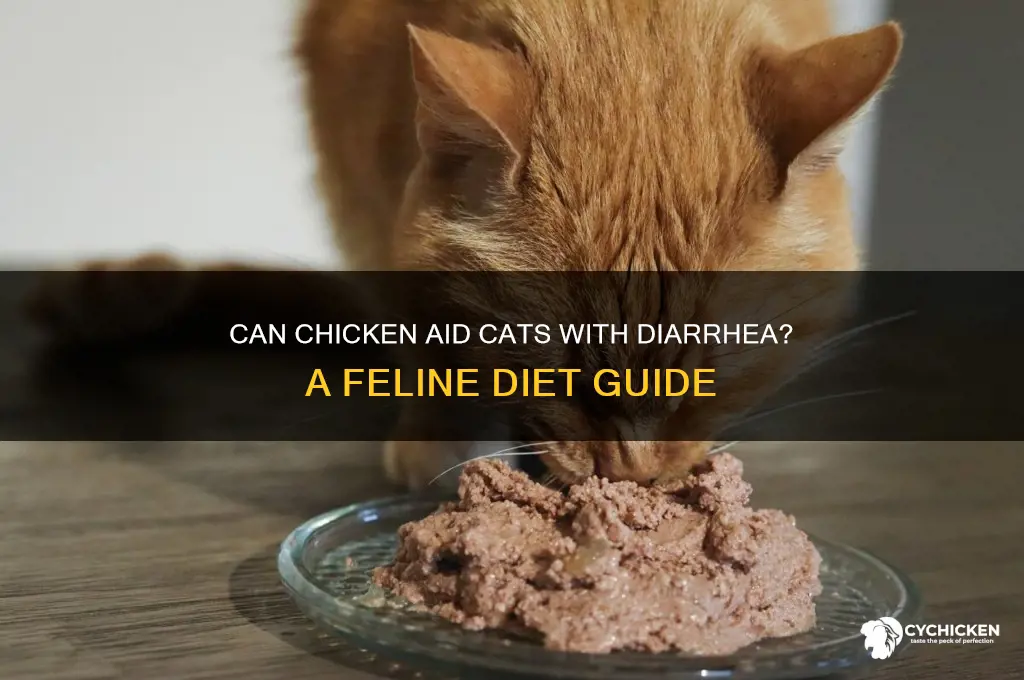 will chicken help a cat