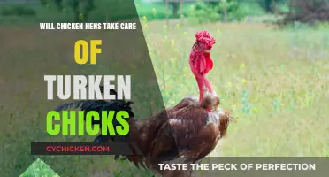 Can Chicken Hens Successfully Mother and Raise Turken Chicks?