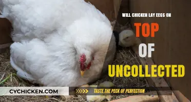 Do Chickens Lay Eggs on Uncollected Eggs? Facts and Tips