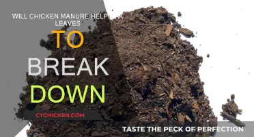 Chicken Manure: The Key to Breaking Down Oak Leaves?