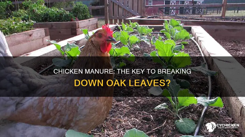 will chicken manure help oak leaves to break down