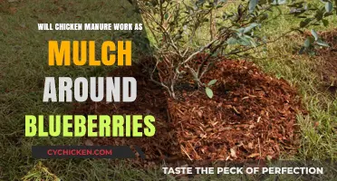 Using Chicken Manure as Mulch for Blueberry Plants: Benefits and Tips