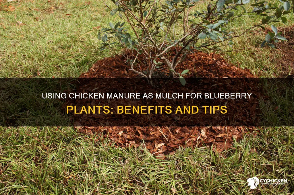 will chicken manure work as mulch around blueberries