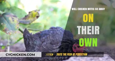 Can Chicken Mites Disappear Without Treatment? What You Need to Know
