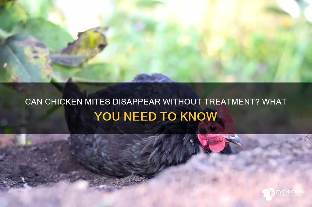 will chicken mites go away on their own