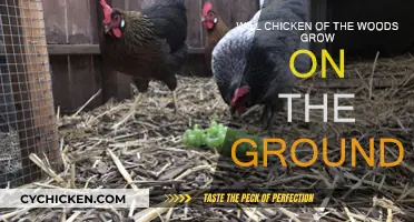Where Does Chicken of the Woods Grow?