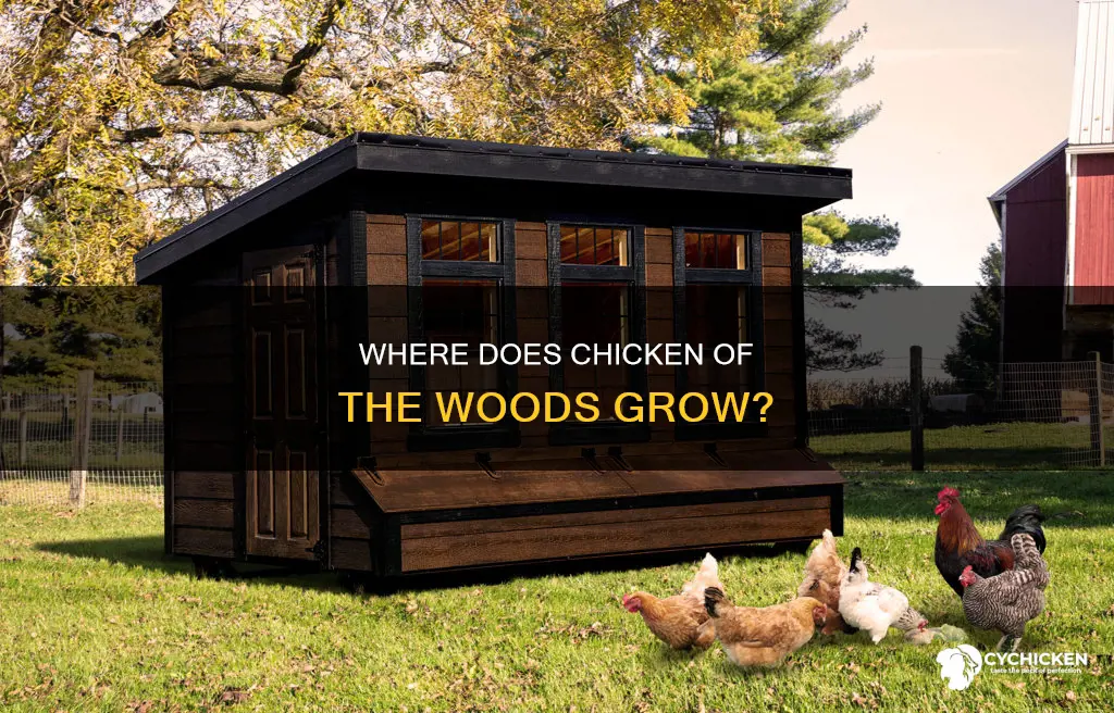 will chicken of the woods grow on the ground