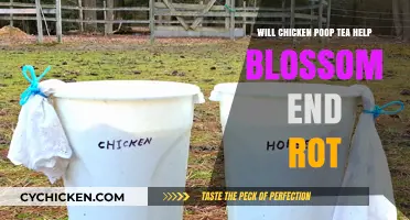 Chicken Poop Tea: A Solution for Blossom End Rot?