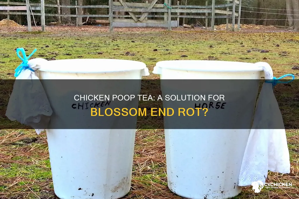 will chicken poop tea help blossom end rot