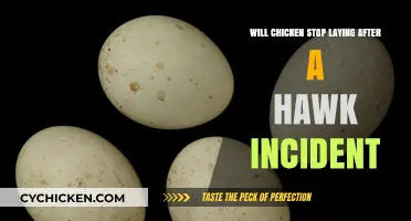 Hawk Attack: Will Your Chickens Stop Laying Eggs Afterward?