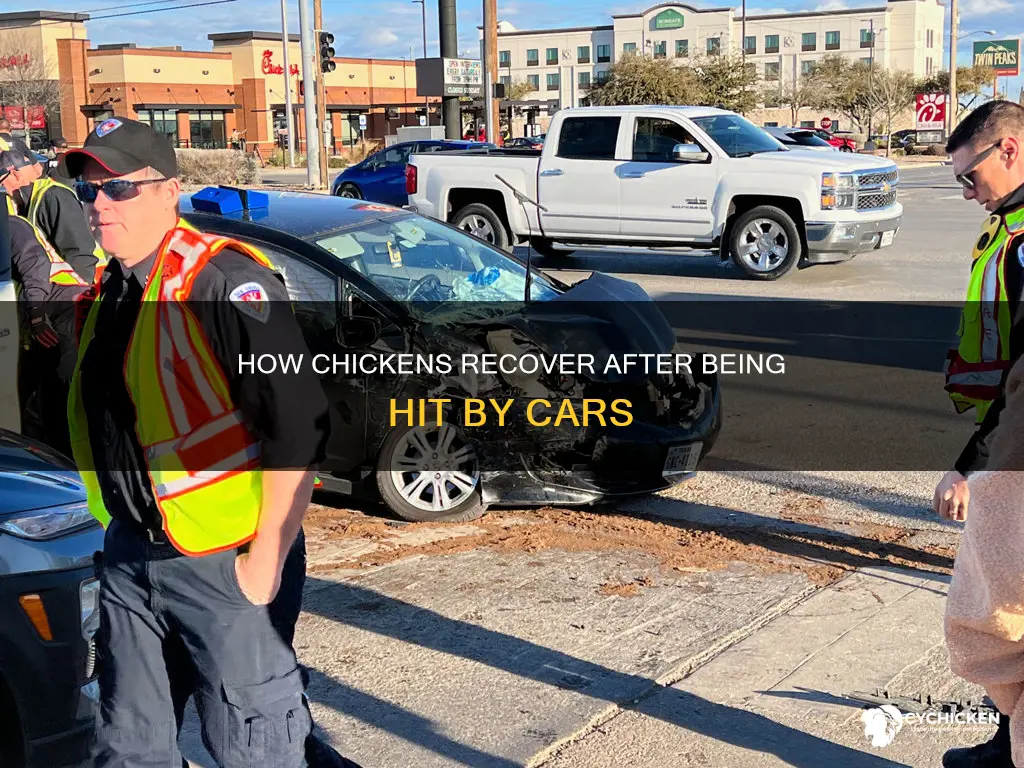 will chicken walk to side after being hit by car