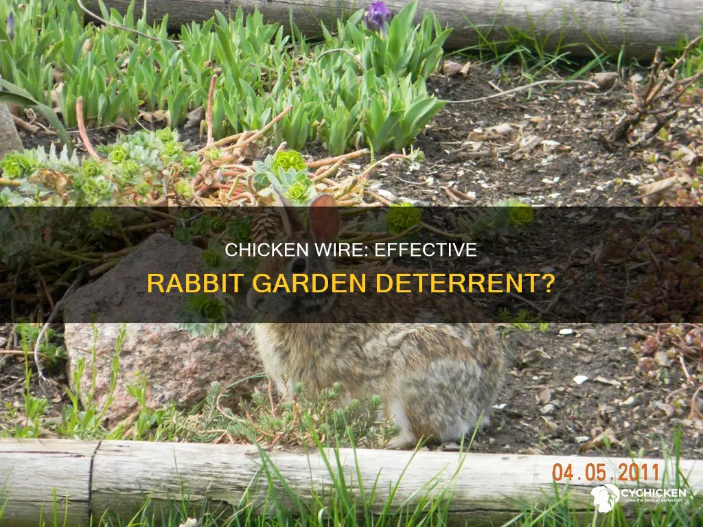 will chicken wire keep rabbits out of my garden