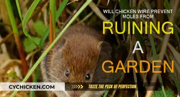 Chicken Wire: A Mole-Free Garden Solution?