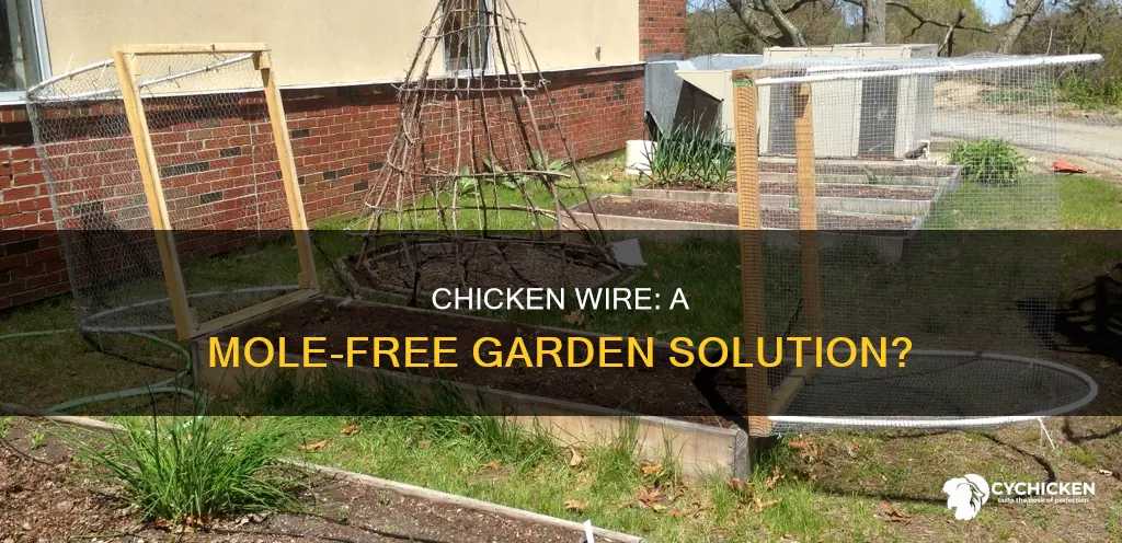 will chicken wire prevent moles from ruining a garden