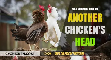 Do Chickens Attack Each Other? Understanding Cannibalistic Behaviors in Flocks