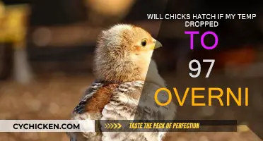 How Low Temperatures Affect Chick Hatching