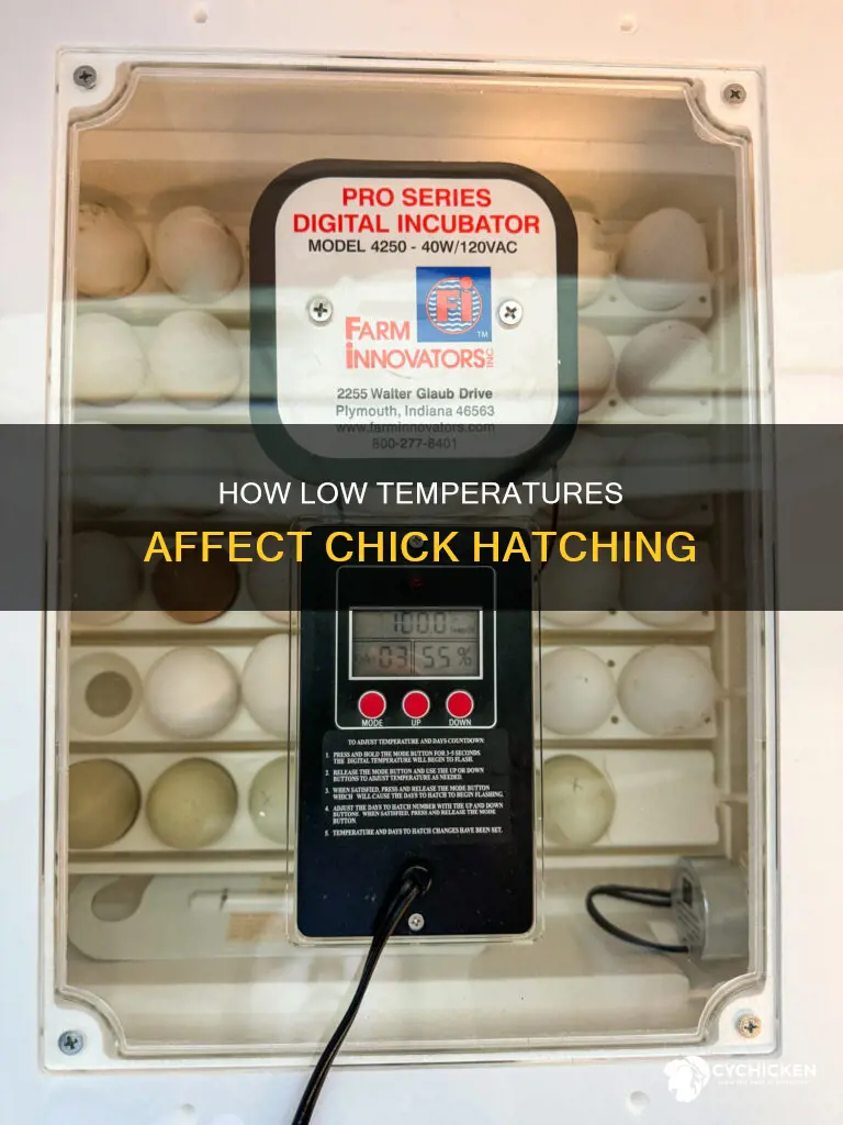 will chicks hatch if my temp dropped to 97 overnight