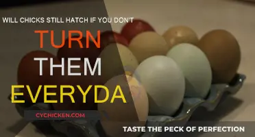Turning Eggs: Essential for Chick Embryo Development?