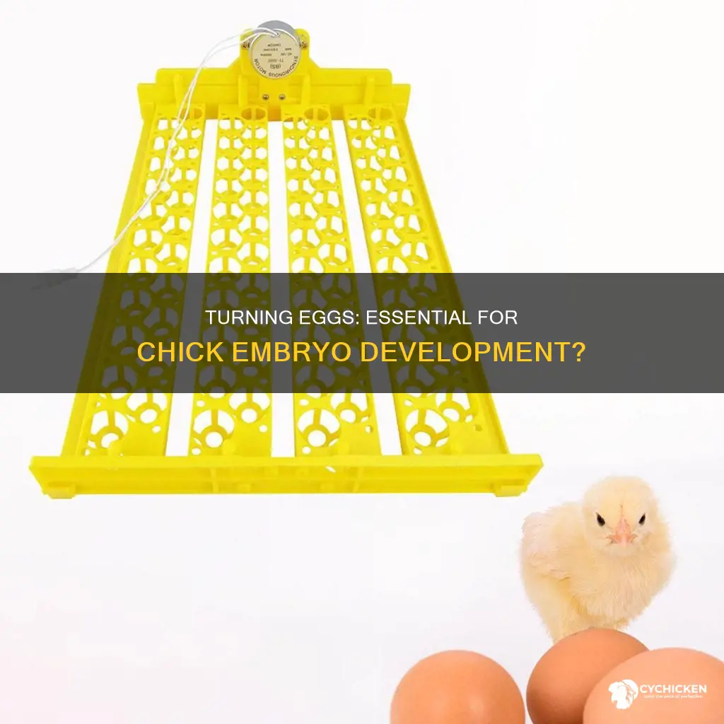 will chicks still hatch if you don