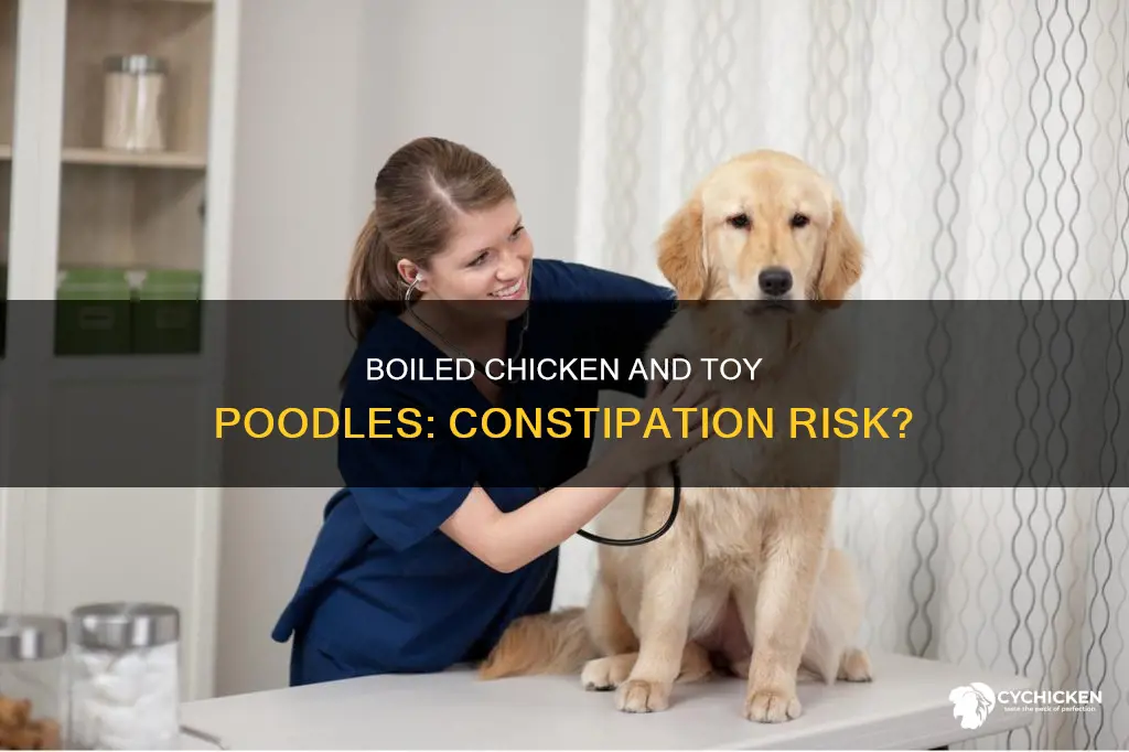 will chunks of boiled chicken constipate a toy poodle