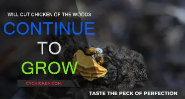 Chicken of the Woods: Will It Keep Growing?