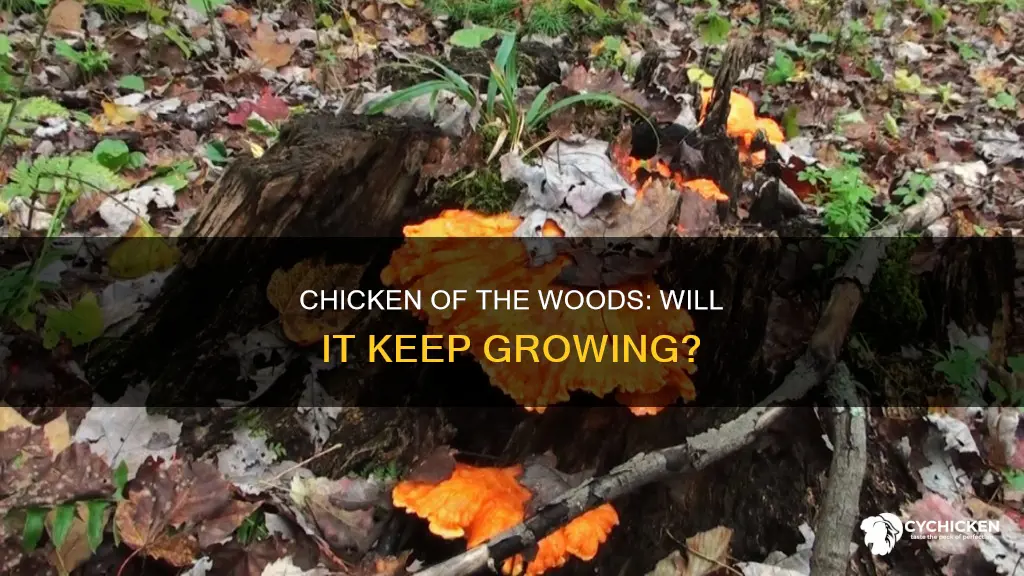 will cut chicken of the woods continue to grow