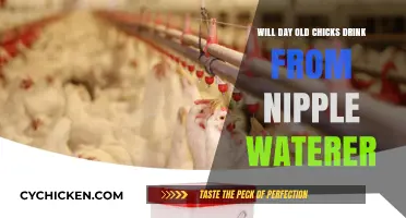 Can Day-Old Chicks Use Nipple Waterers? Essential Tips for Hydration