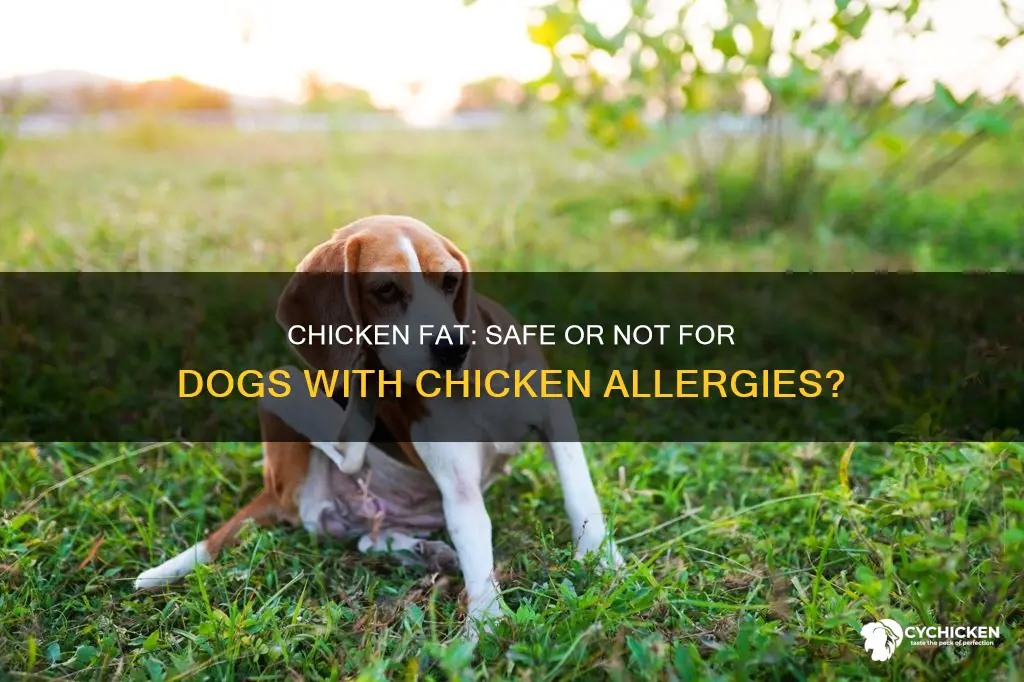 will dogs with chicken allergy react to chicken fat