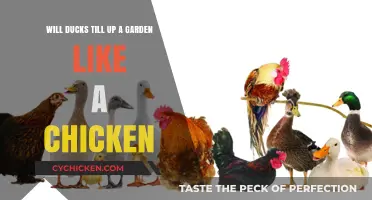 Will Ducks Till Up a Garden Like a Chicken?