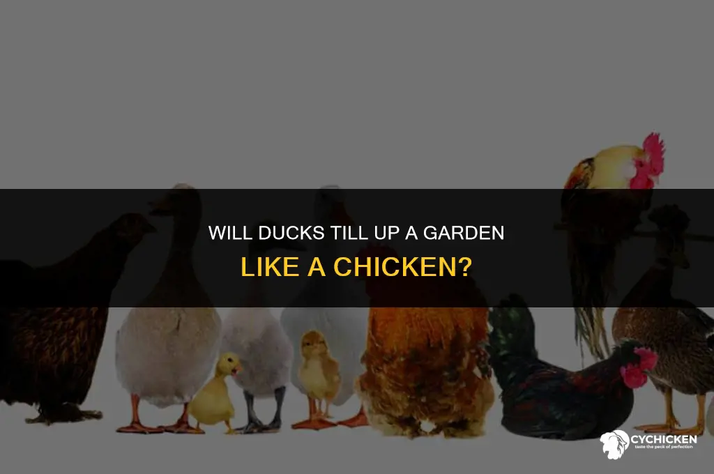 will ducks till up a garden like a chicken