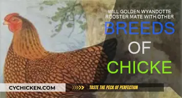 Golden Wyandotte Rooster: Cross-Breed Mating Secrets