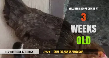 Can Hens Successfully Adopt 3-Week-Old Chicks? Insights and Tips